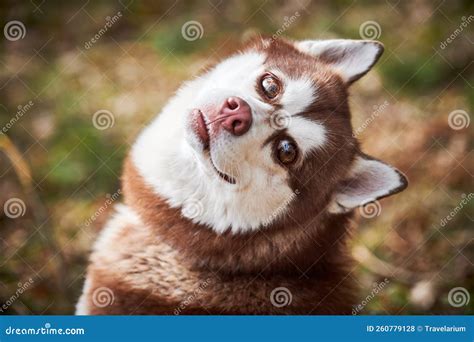 Siberian Husky Dog with Huge Eyes, Funny Surprised Husky Dog with ...