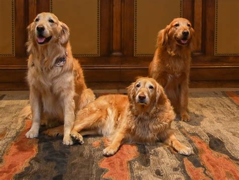 Pet Package | Fairmont Scottsdale Princess