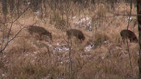 Chronic wasting disease detected in Kalispel | krem.com