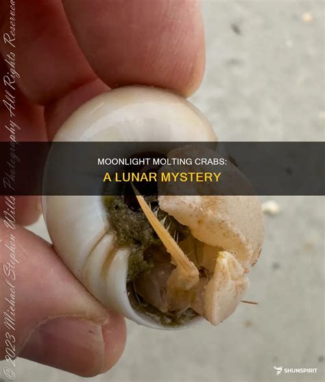 Moonlight Molting Crabs: A Lunar Mystery | ShunSpirit