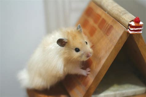 Xxxxx Hamster Photos, Download The BEST Free Xxxxx Hamster Stock Photos & HD Images