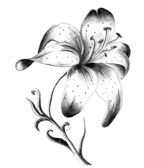 Lily Sketch Tattoo at PaintingValley.com | Explore collection of Lily ...