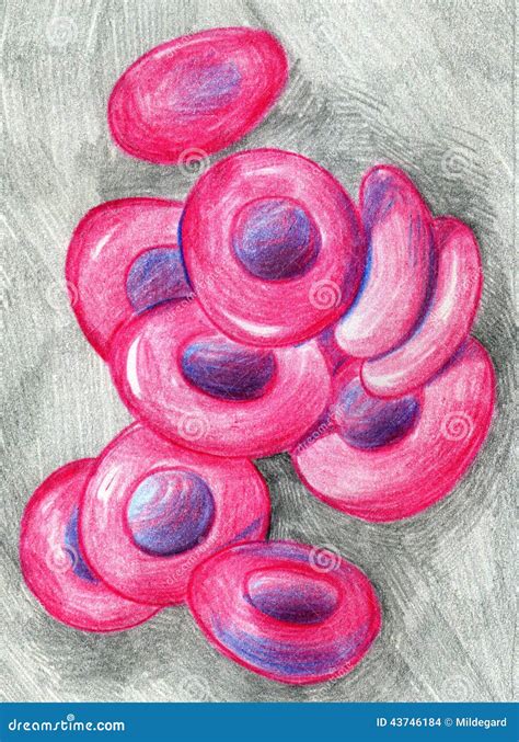 Pencil Red Blood Cell Drawing Red Blood Cells Drawing At Getdrawings ...