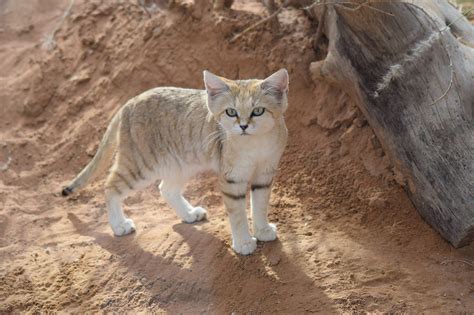 10 of the Cutest Endangered Species | Rare animals, Sand cat, Cat species