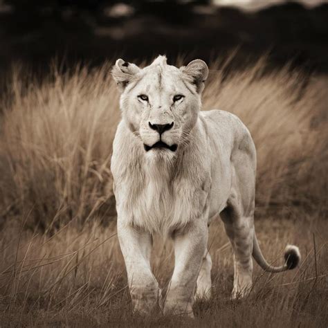 Black and White Photography White Lion Africa Ultra HD Photographer M ...