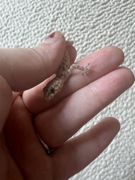 Nine days ago my orange brought in a lizard. Today I found him, photo ...