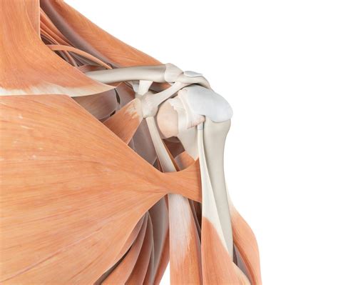 What Causes Limited Range of Motion in Shoulder | Reflex Health