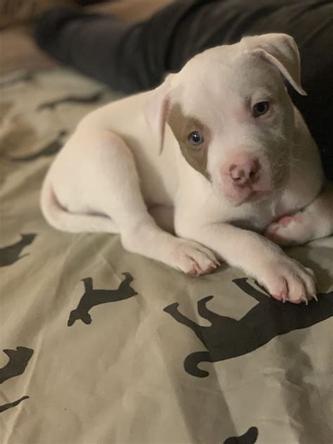 Pitbull Puppies