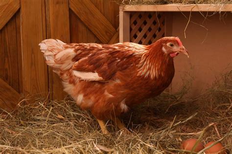 Chicken Nesting Box Size: Your Ultimate Guide!