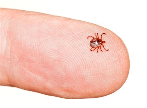 Why Are Lone Star (White Dot) Ticks So Dangerous? | Inspira Health