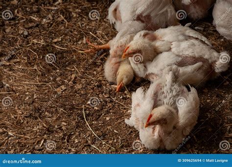 A Group of Baby White Rock Chickens Cuddling Together Stock Photo ...