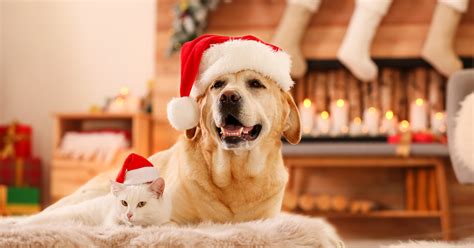 The Holidays and the Potential Pet Hazards | Braden River Animal Hospital