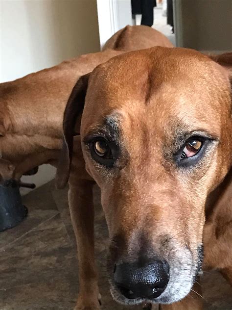 Horner S Syndrome In Dogs Horner's Syndrome In Small Animals: