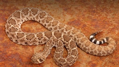 Baby Diamondback Rattlesnake