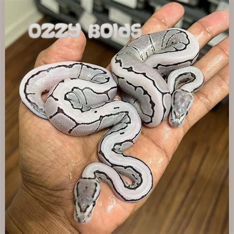 VPI Axanthic Desert Ghost Spider Ball Python By Fireball, 48% OFF
