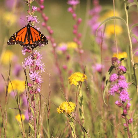 Scorched Earth Recovery Mix – Native Gardeners