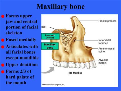 PPT - Comprehensive Guide to Human Skull Anatomy PowerPoint ...