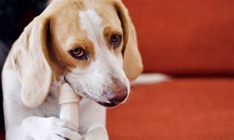 Smegma In Dogs: Causes, Treatment & When To See A Vet