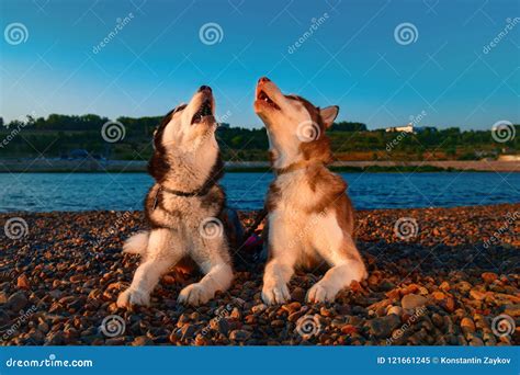 Couple Cute Husky Dogs Howl Raising Their Muzzles Up. Beautiful ...