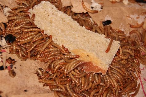 Holmestead farm – Artofit