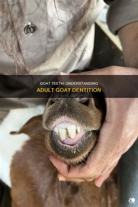 Goat Teeth: Understanding Adult Goat Dentition | PetShun