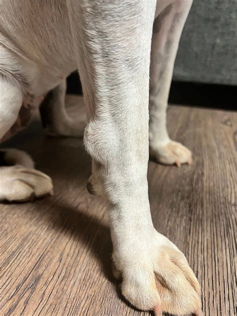 Soft Tissue Sarcoma In Dogs