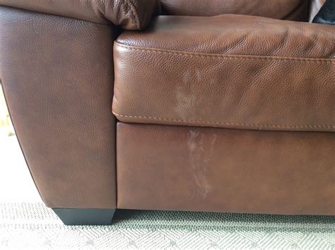 Flea Treatments and Leather Furniture | The Leather Surgeons