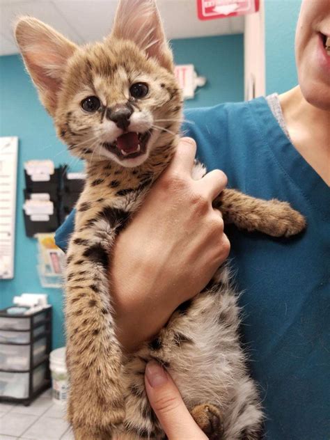 Available Kittens — Serval Pet Breeders