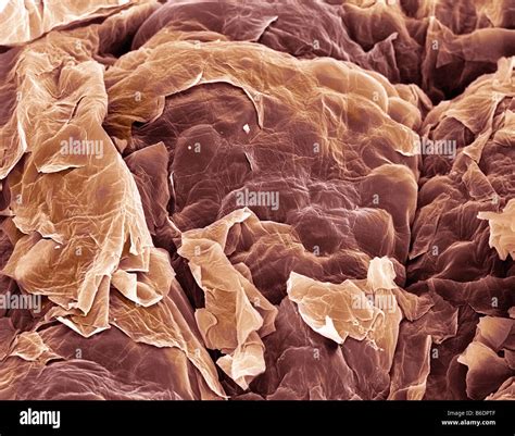 Human Skin Cells Under A Microscope