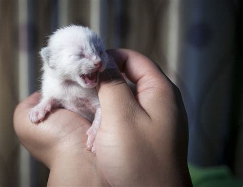 It is best to buy a cat for a few months. Precautions when buying a cat - iMedia - when is best time to neuter cat