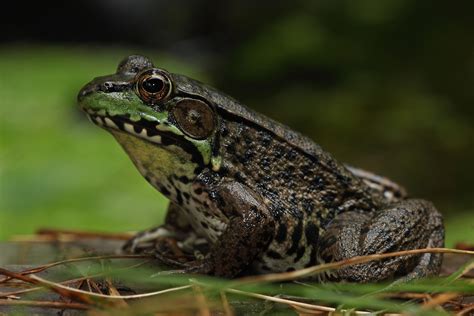 Healthy frogs can mysteriously reverse their sex
