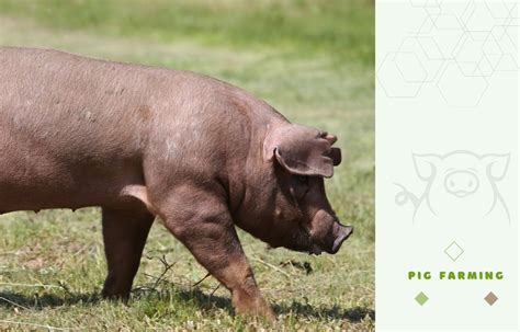 Duroc Pig Farming Guide: Raising this Valuable Meat-Improving Breed ...