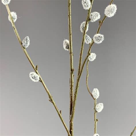 Pussy Willow Stems, approx. 1m tall with 35 fruits