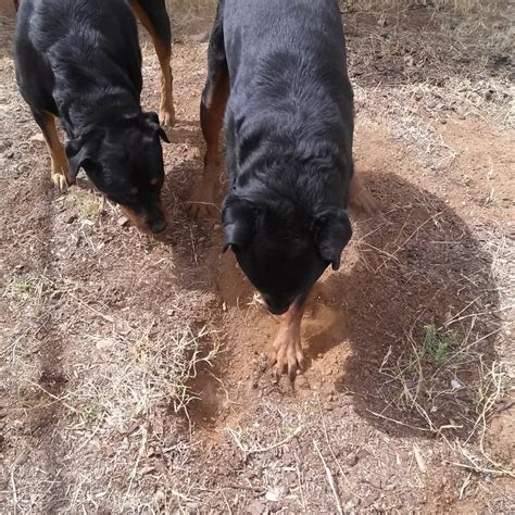 Is Valley Fever Contagious In Dogs