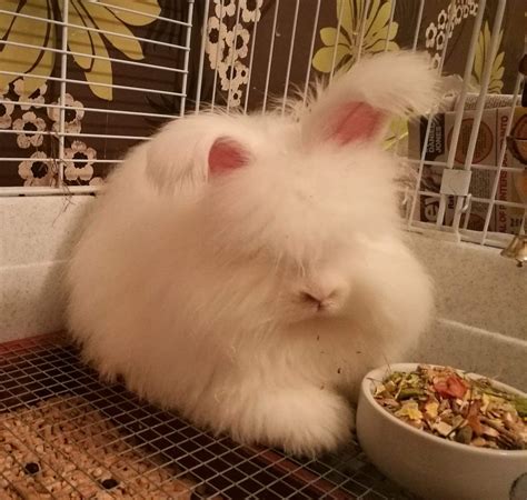 Beginners guide to showing angora rabbits - UK National Angora Rabbit Club