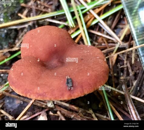 Candy Cap (Lactarius rubidus) Fungi Stock Photo - Alamy