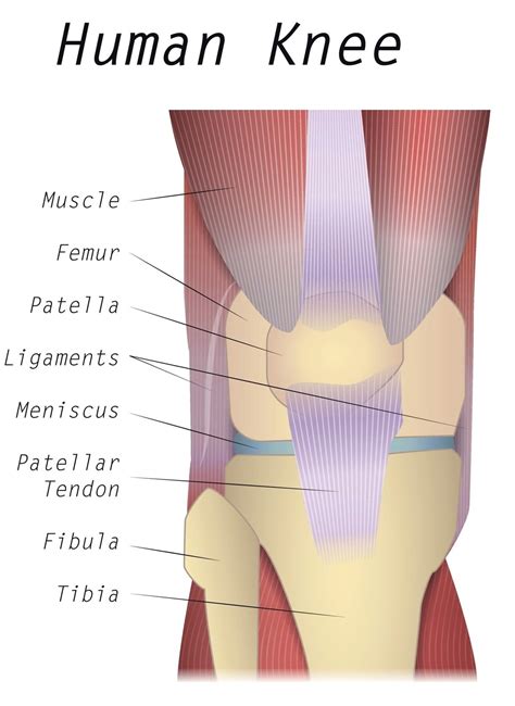 knee anatomy