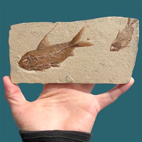 Prehistoric Fish Fossils
