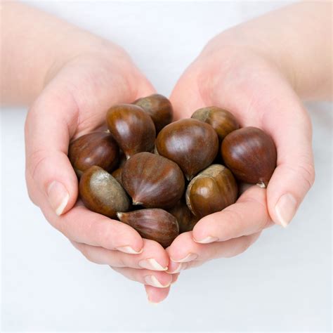 Benefits of Chestnut Milk – milkyplant