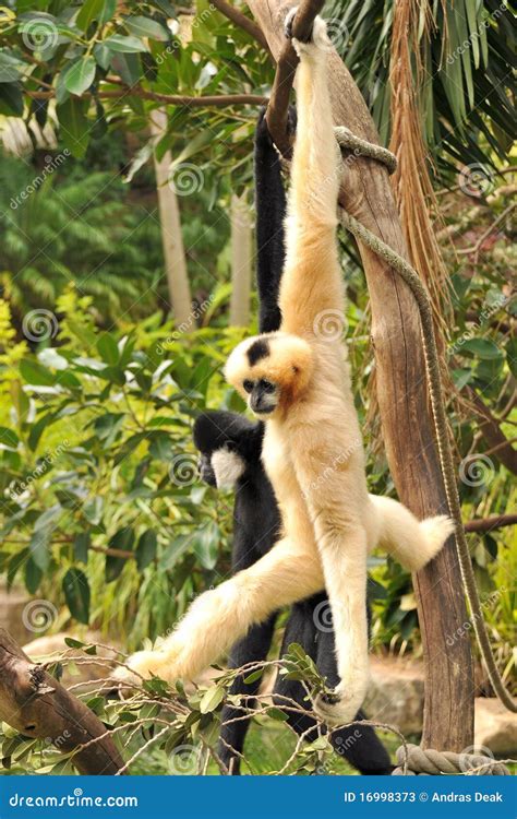 Northern White-cheeked Gibbons Stock Image - Image of tree, cheeked ...