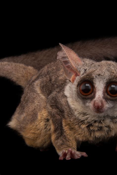 Animals That Look Like Crying