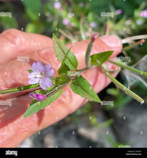 fringed willowherb (Epilobium ciliatum Stock Photo - Alamy