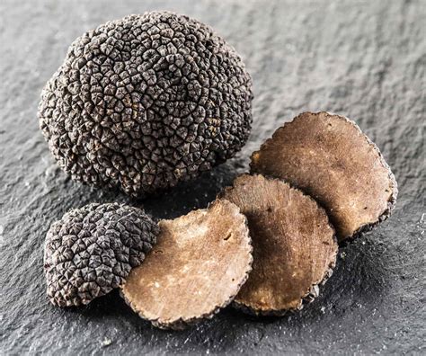 How To Grow Truffles: An In-Depth Guide for Beginners