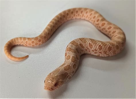 Hognose Snake Pet Food at Kimberly Betts blog