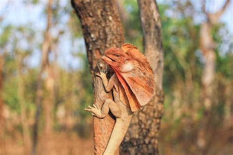 Frilled Lizard (Chlamydosaurus Kingii) - Lifestyle, Diet, and More
