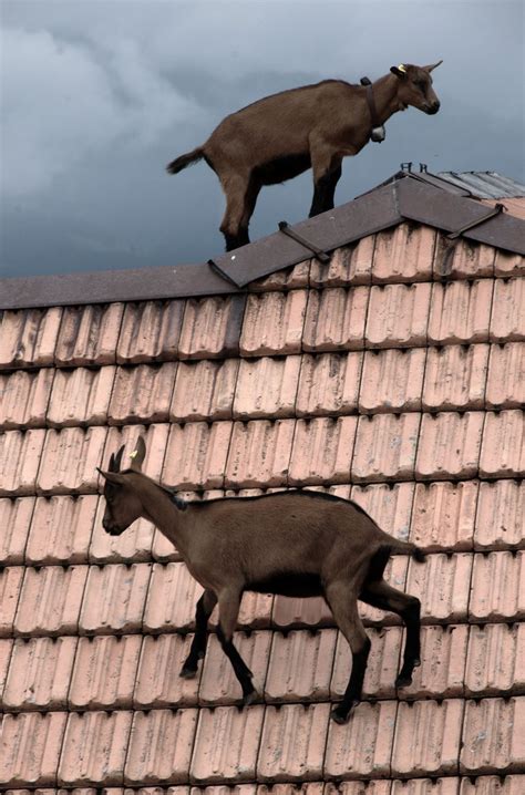Goats On The Roof