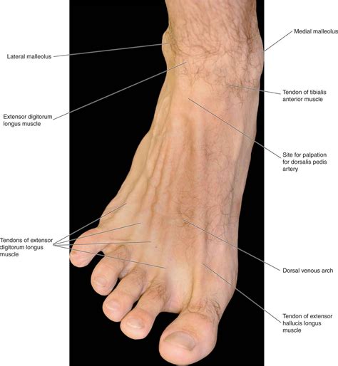 List 105+ Pictures Pictures Of Foot Anatomy Stunning