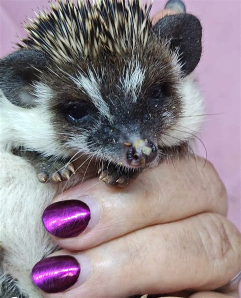 Hedgehog Rodents for sale | Petzlover