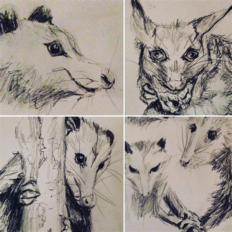 Possum Sketch at PaintingValley.com | Explore collection of Possum Sketch