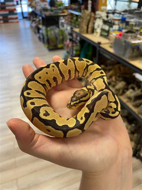 Vanilla Yellow Belly Ball Python by Agocs Exotics - MorphMarket